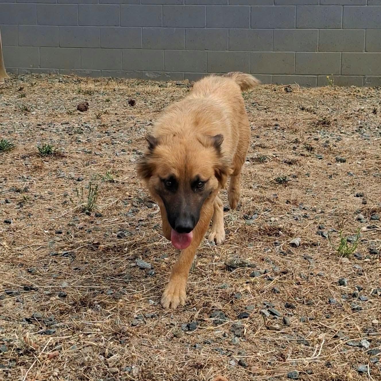 Enlarge Maple-Mom of the Fall Pups, a Adoptable mixed breed in Weaverville, CA image 3/5