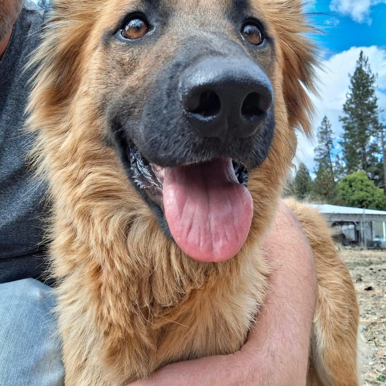 Maple-Mom of the Fall Pups, Adoptable, Adult Female German Shepherd Dog.
