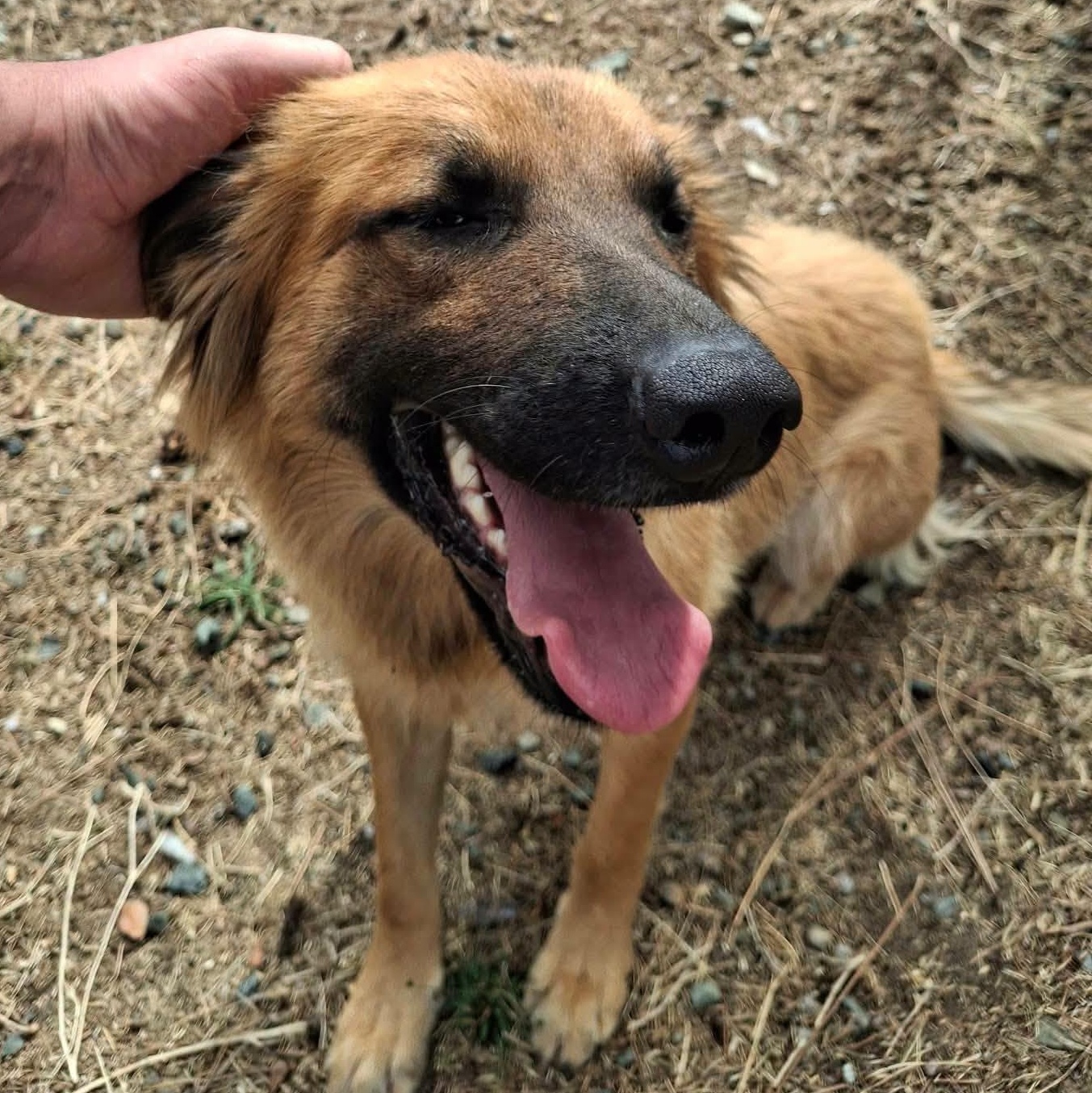 Enlarge Maple-Mom of the Fall Pups, a Adoptable mixed breed in Weaverville, CA image 2/5