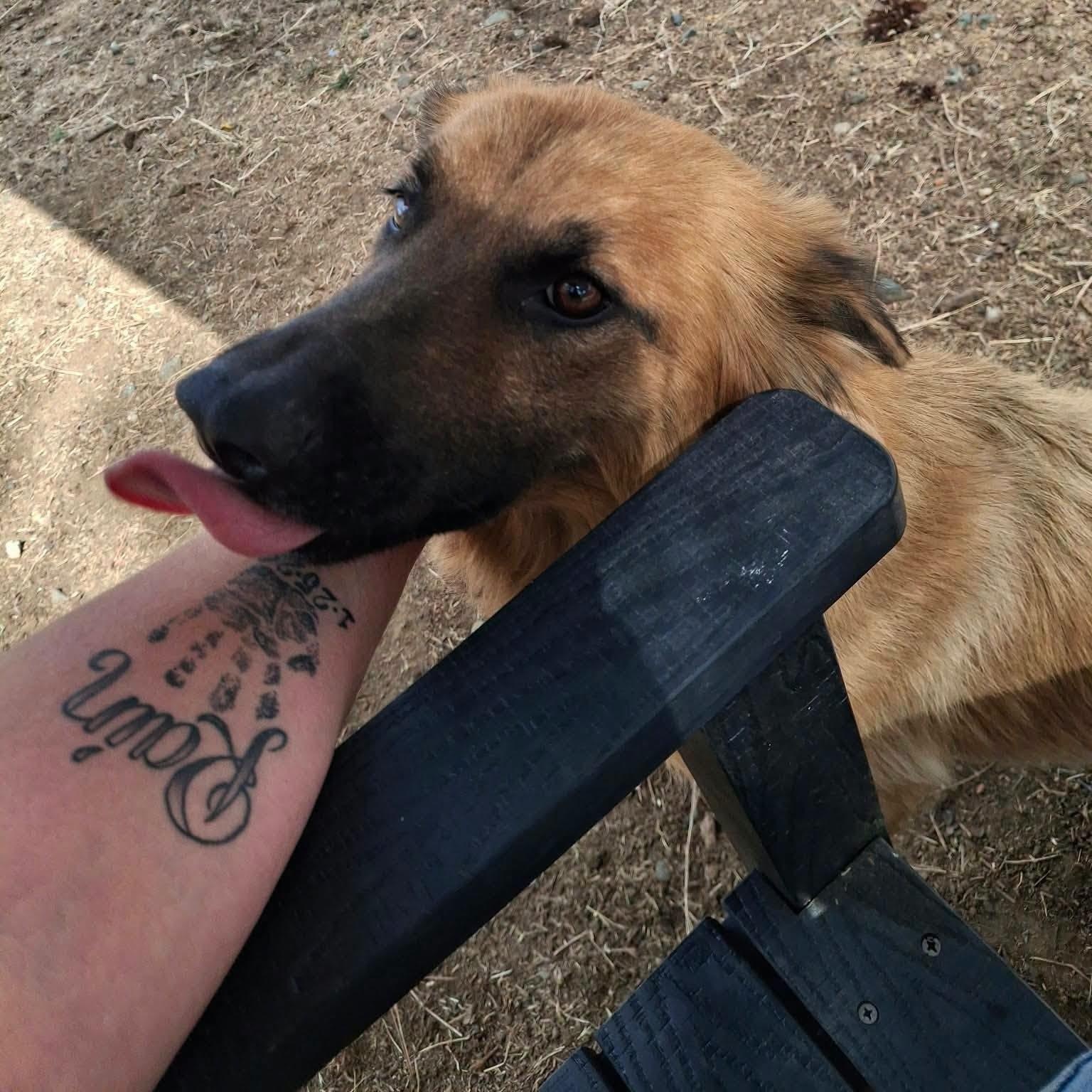 Enlarge Maple-Mom of the Fall Pups, a Adoptable mixed breed in Weaverville, CA image 4/5