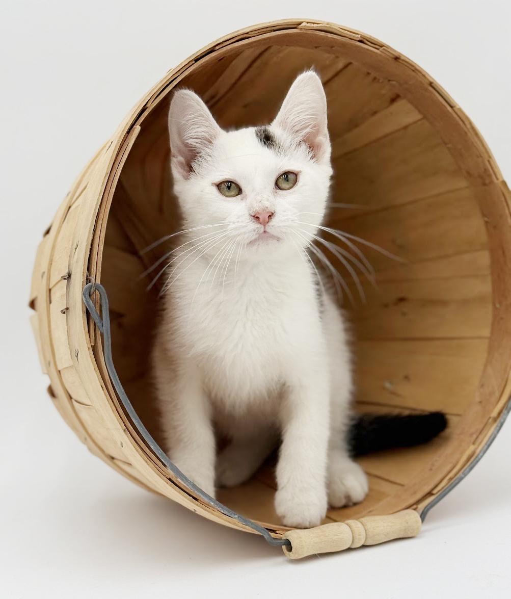 Enlarge Pongo is positively kitten purrfection!   , a Adoptable Turkish Van in Bedford Hills, NY image 3/6