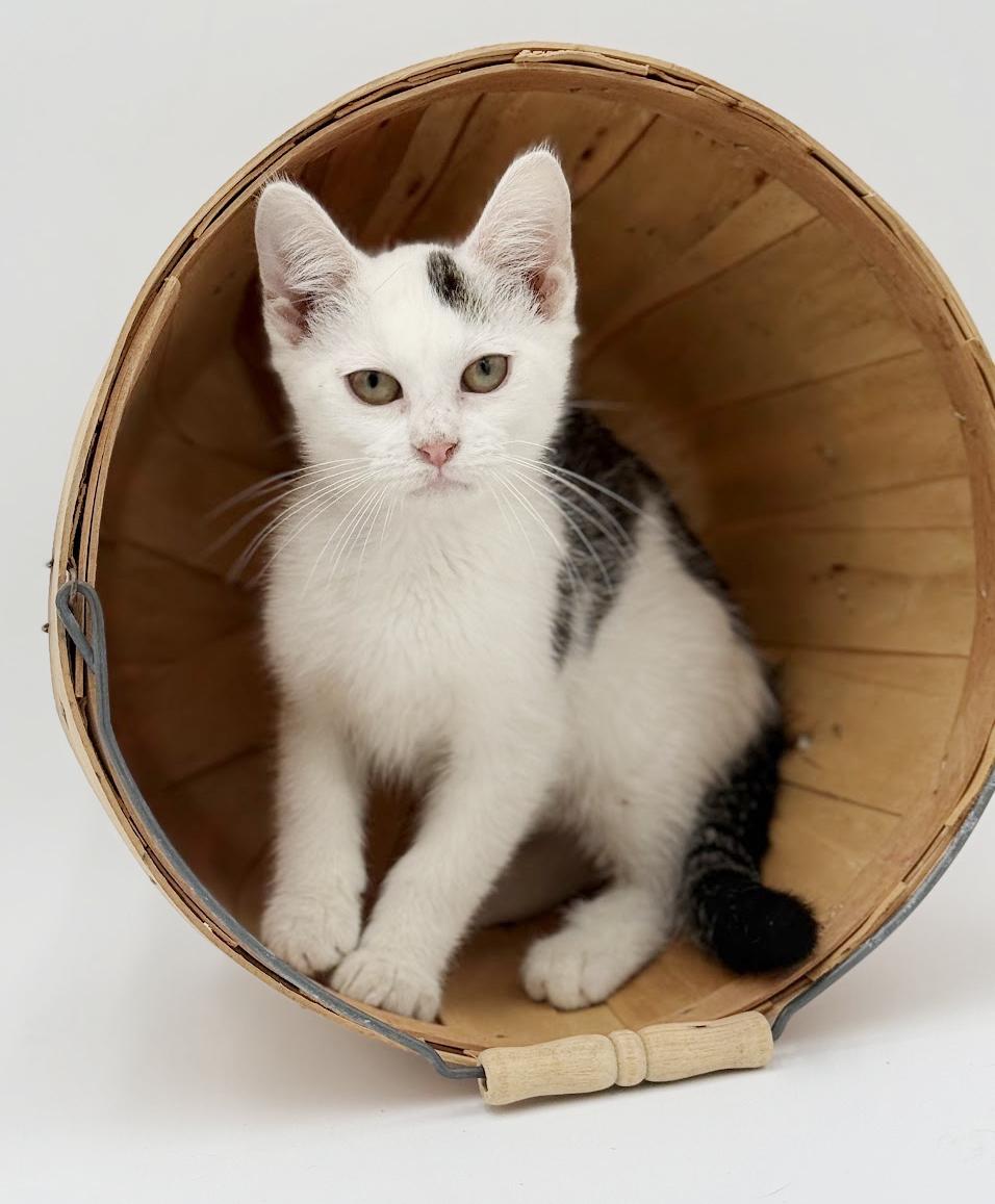 Enlarge Pongo is positively kitten purrfection!   , a Adoptable Turkish Van in Bedford Hills, NY image 1/6