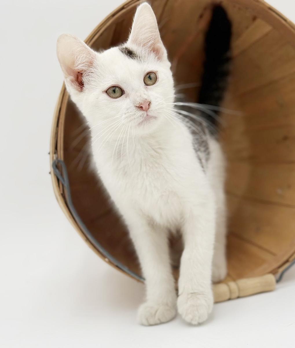 Enlarge Pongo is positively kitten purrfection!   , a Adoptable Turkish Van in Bedford Hills, NY image 4/6