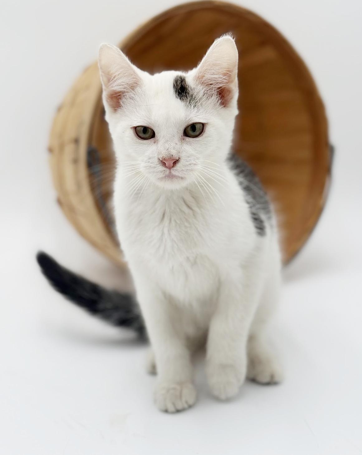 Enlarge Pongo is positively kitten purrfection!   , a Adoptable Turkish Van in Bedford Hills, NY image 5/6