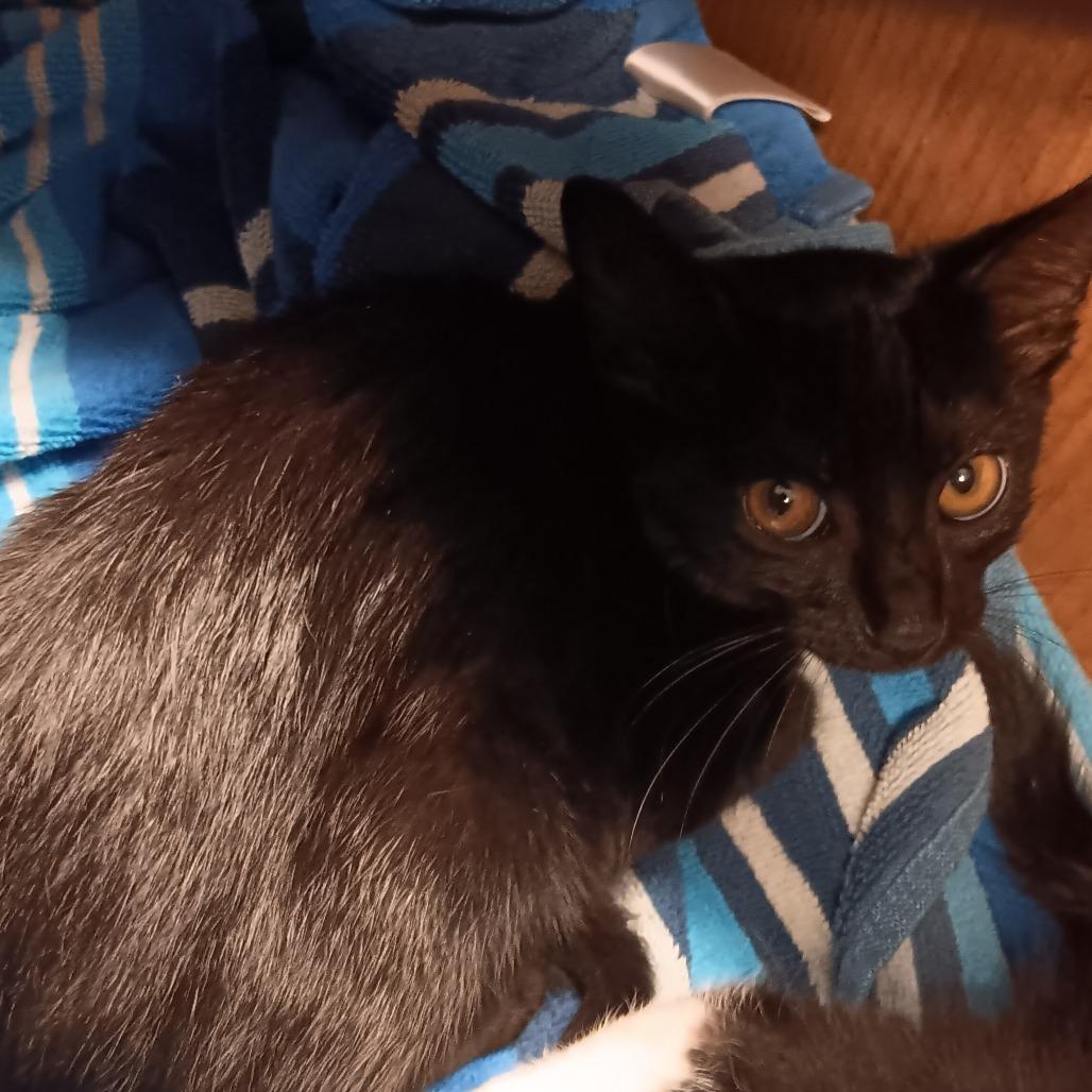 Kyo, Adoptable, Kitten Male Domestic Short Hair.