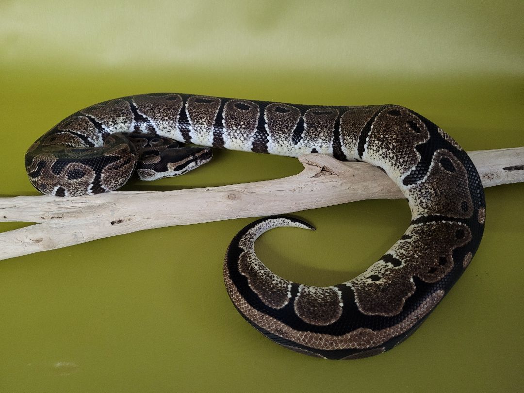 Coco, a Adoptable Ball Python in Sheboygan Falls, WI image 1/12