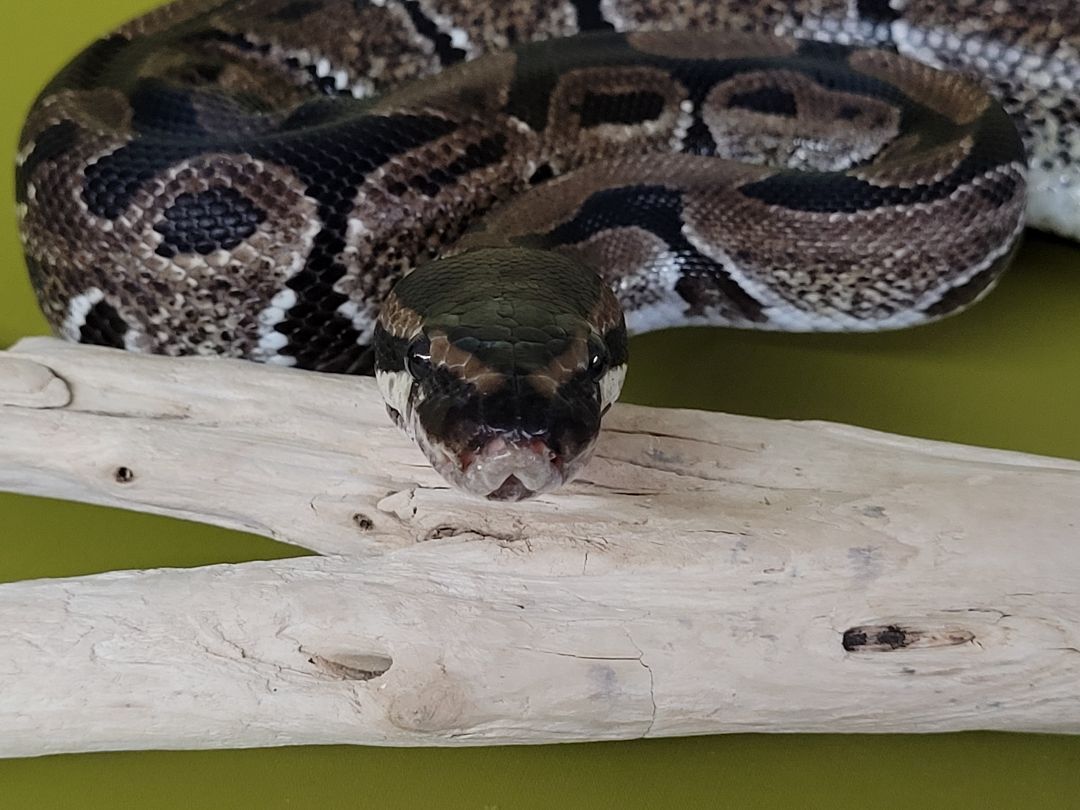 Coco, a Adoptable Ball Python in Sheboygan Falls, WI image 2/12