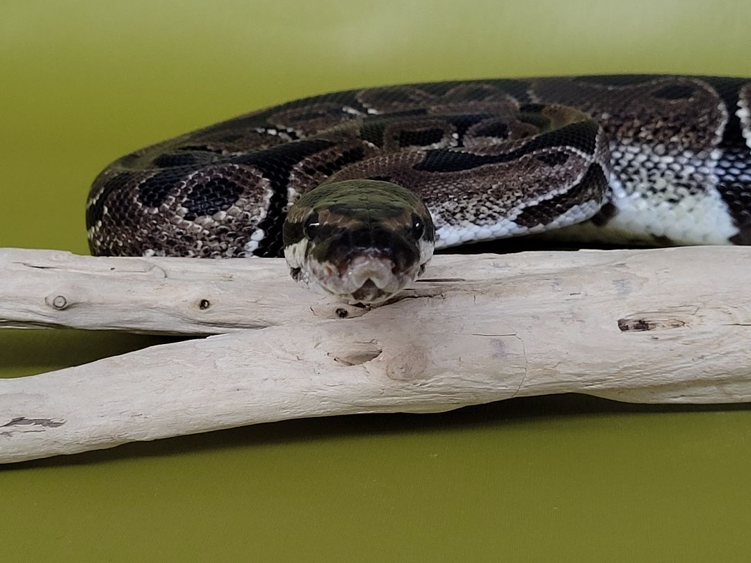 Coco, a Adoptable Ball Python in Sheboygan Falls, WI image 3/12