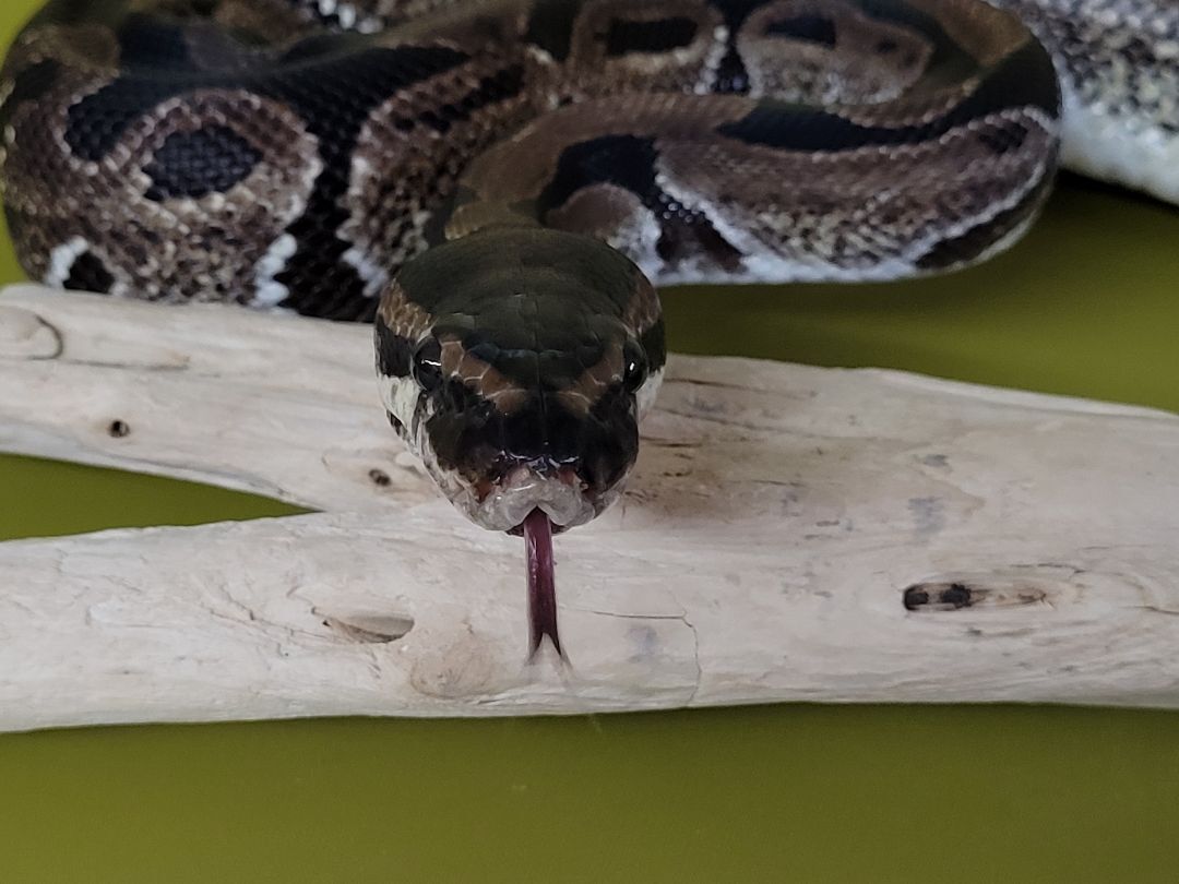 Coco, a Adoptable Ball Python in Sheboygan Falls, WI image 4/12