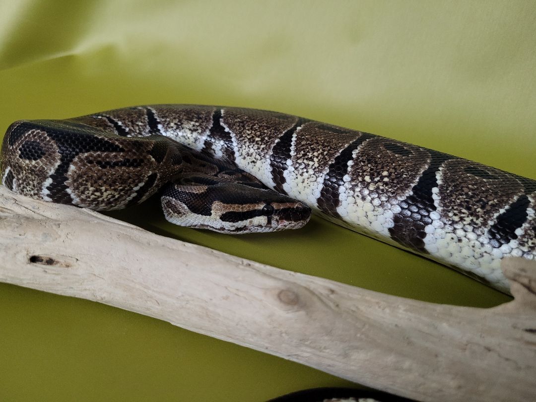 Coco, a Adoptable Ball Python in Sheboygan Falls, WI image 5/12