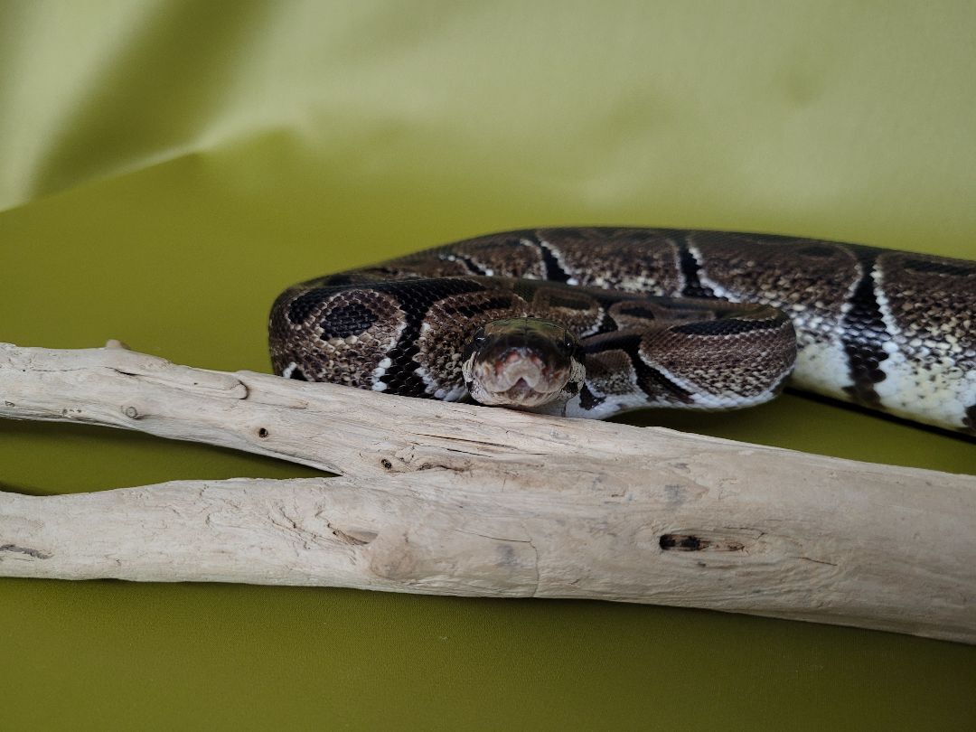 Coco, a Adoptable Ball Python in Sheboygan Falls, WI image 6/12