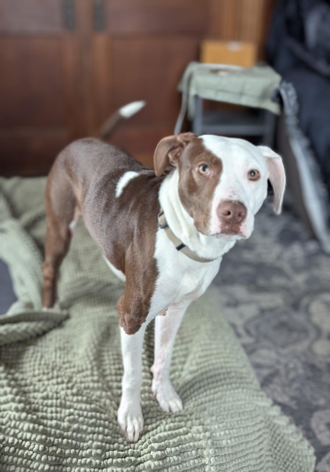 Enlarge Roo, a Adoptable American Staffordshire Terrier in Tonawanda, NY image 2/3