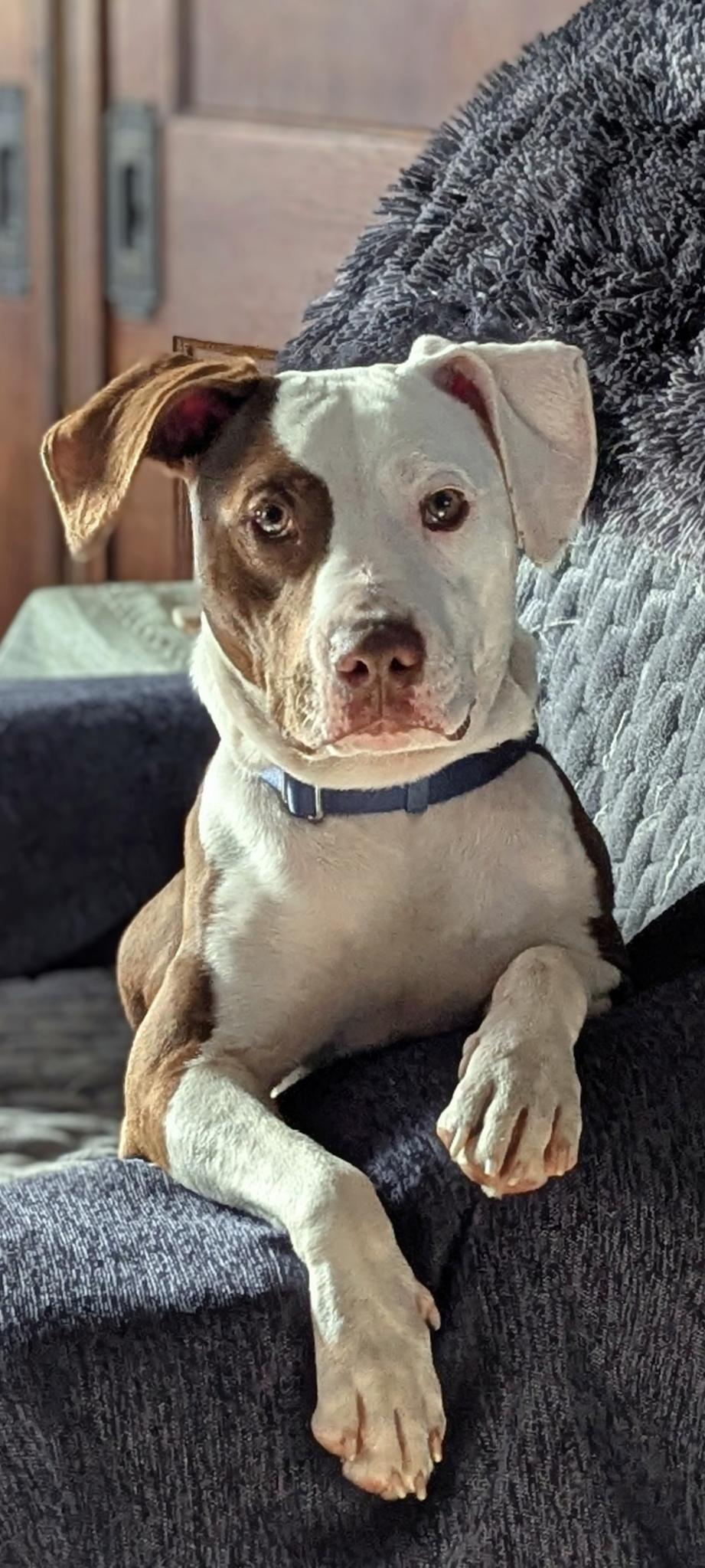 Enlarge Roo, a Adoptable American Staffordshire Terrier in Tonawanda, NY image 3/3
