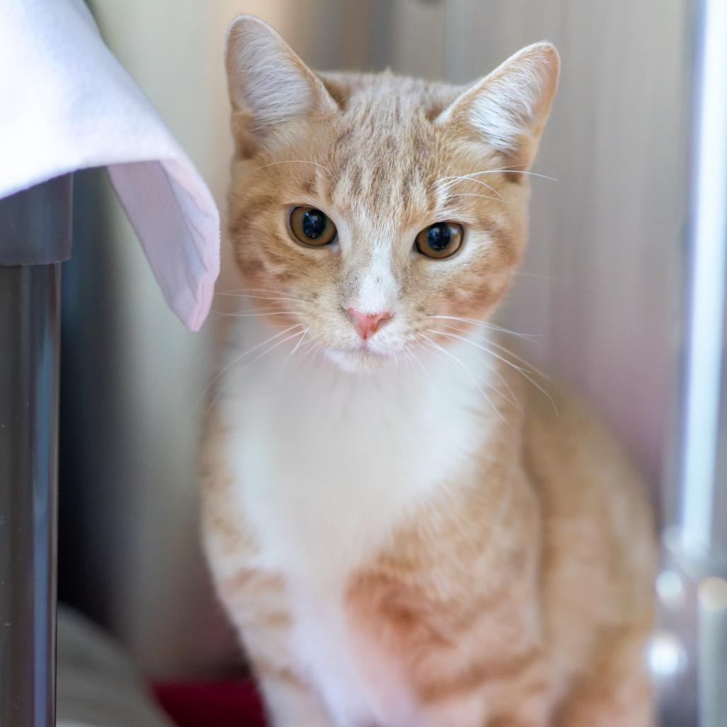 Android (bonded with IPad), Adoptable, Young Male Domestic Short Hair.