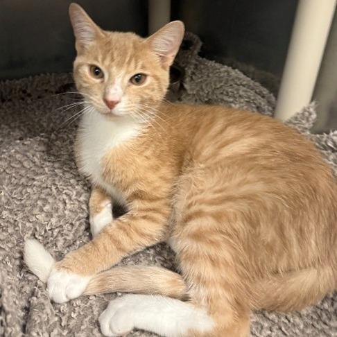 Enlarge Android (bonded with IPad), a Adoptable Domestic Short Hair in Newark, DE image 2/3