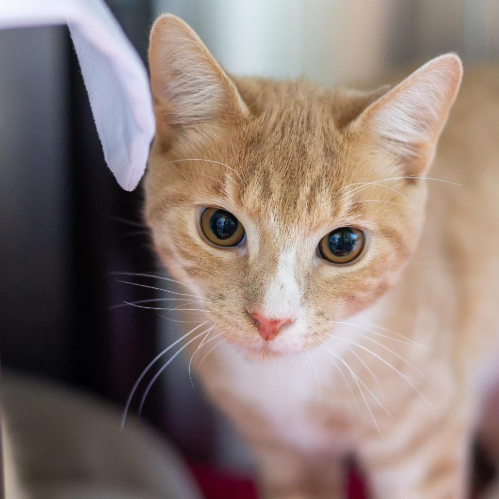 Enlarge Android (bonded with IPad), a Adoptable Domestic Short Hair in Newark, DE image 3/3