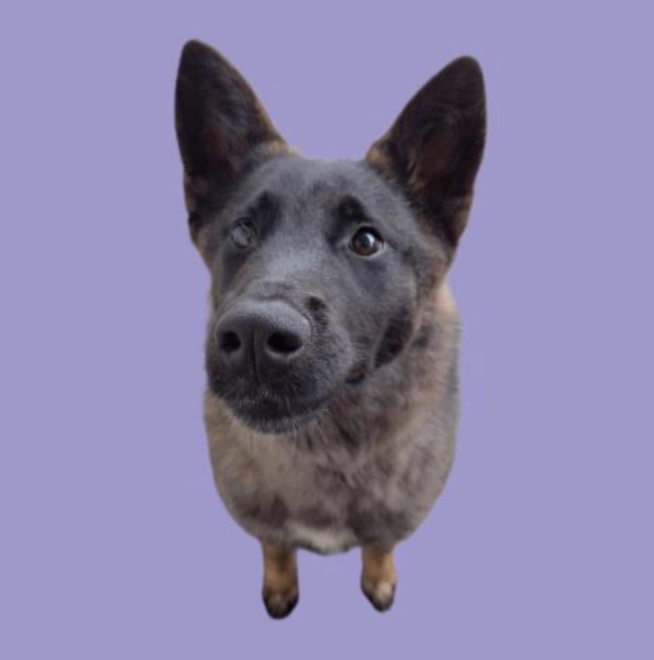 Athena, ADOPTABLE, Puppy Female Shepherd.