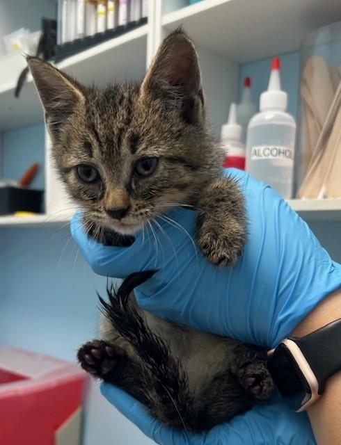 Eleven, adopted, Kitten Female Domestic Short Hair.