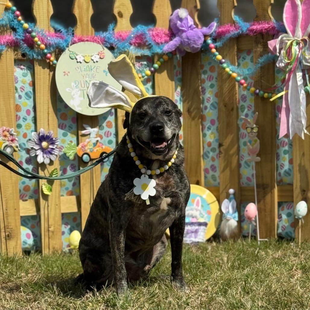 Bruty, Adoptable, Senior Male Mixed Breed.
