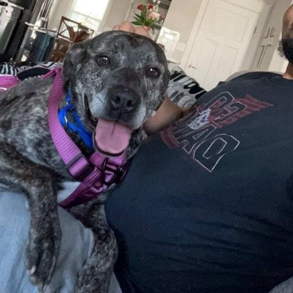 Bruty, Adoptable, Senior Male Mixed Breed.