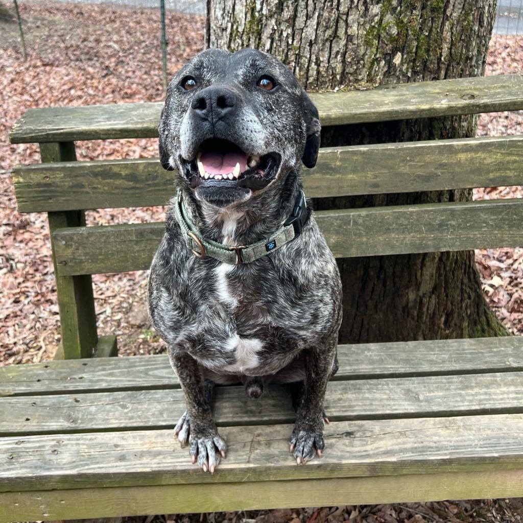 Enlarge Bruty, a Adoptable Mixed Breed in Blairsville, GA image 3/6