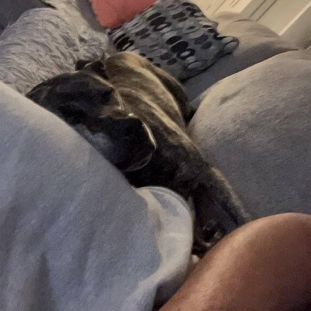 Enlarge Bruty, a Adoptable Mixed Breed in Blairsville, GA image 4/6