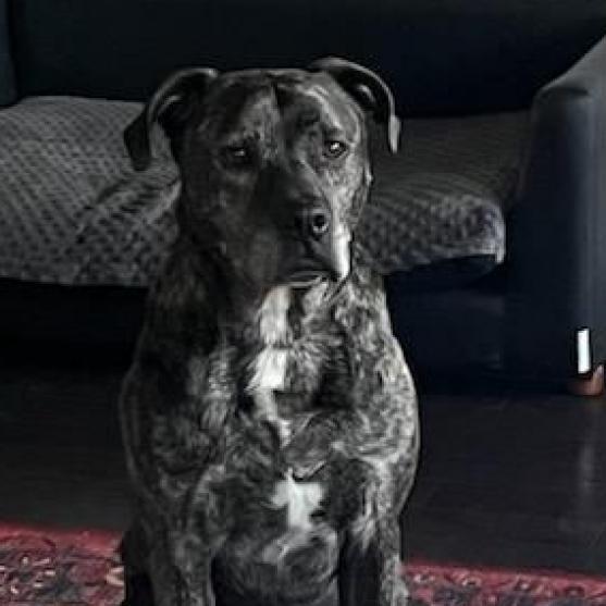 Enlarge Bruty, a Adoptable Mixed Breed in Blairsville, GA image 5/6