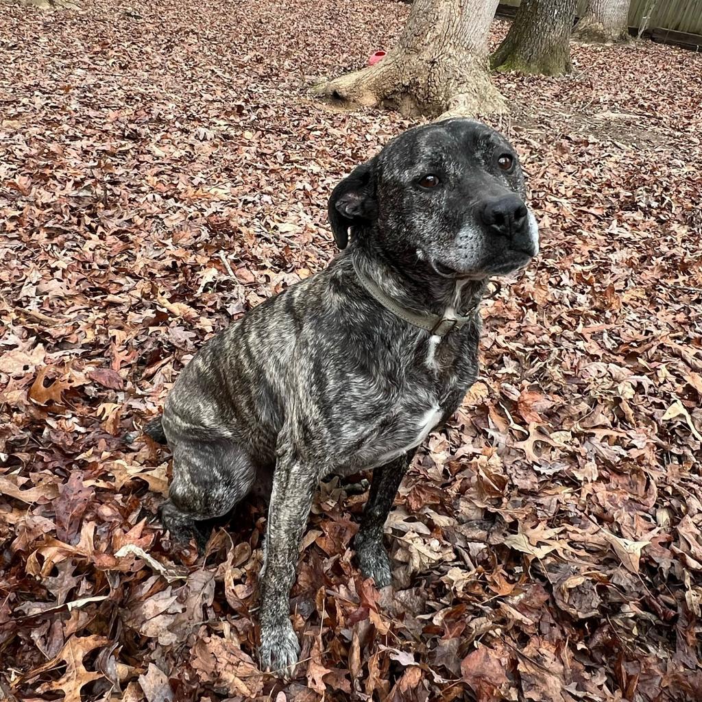 Enlarge Bruty, a Adoptable Mixed Breed in Blairsville, GA image 6/6