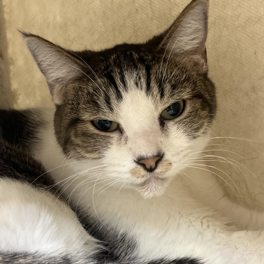 Derick, Adoptable, Senior Male Domestic Short Hair.