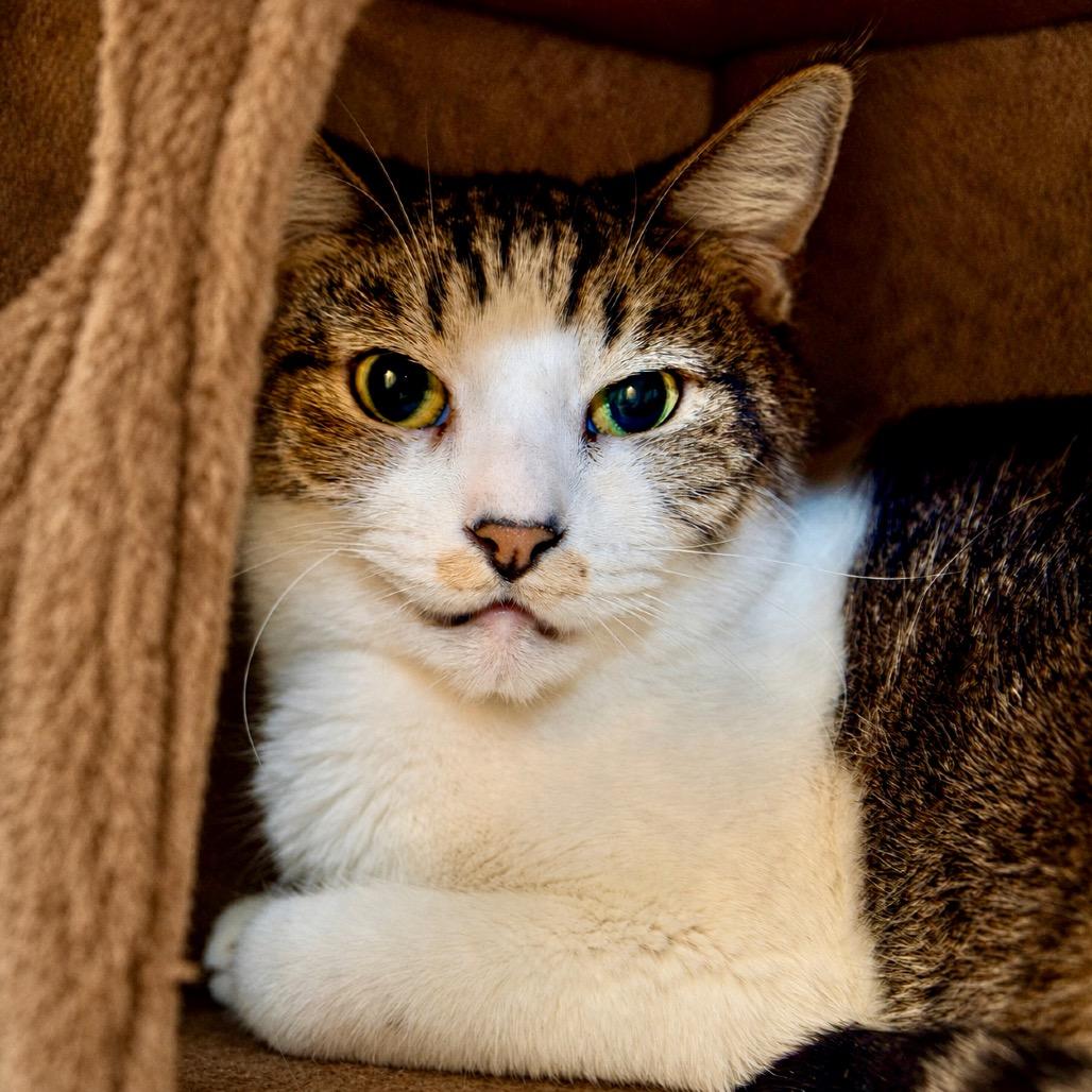 Derick, Adoptable, Senior Male Domestic Short Hair.