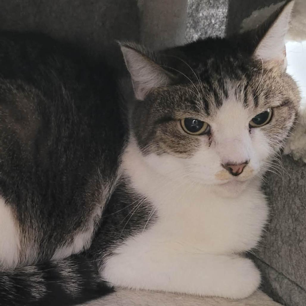 Enlarge Derick, a Adoptable Domestic Short Hair in Las Vegas, NV image 1/1