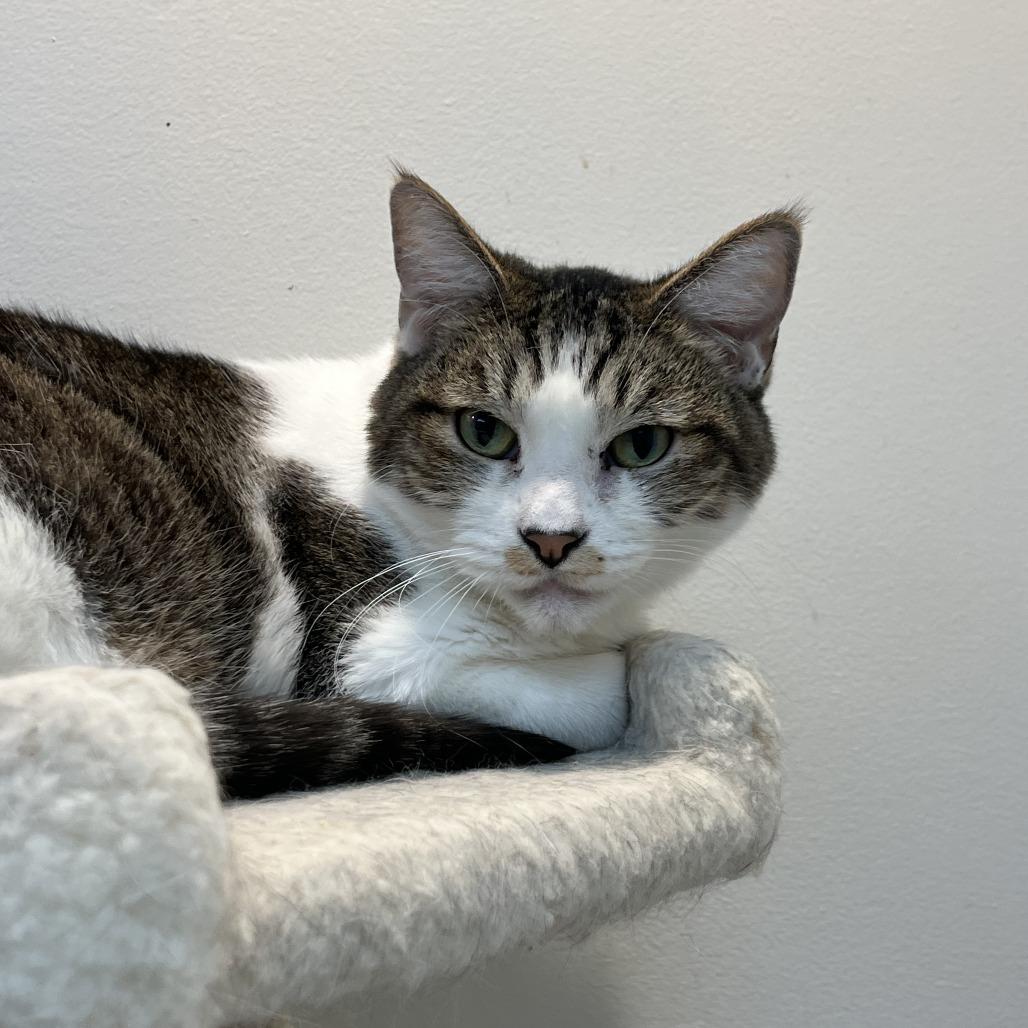 Derick, a Adoptable Domestic Short Hair in Las Vegas, NV image 1/6