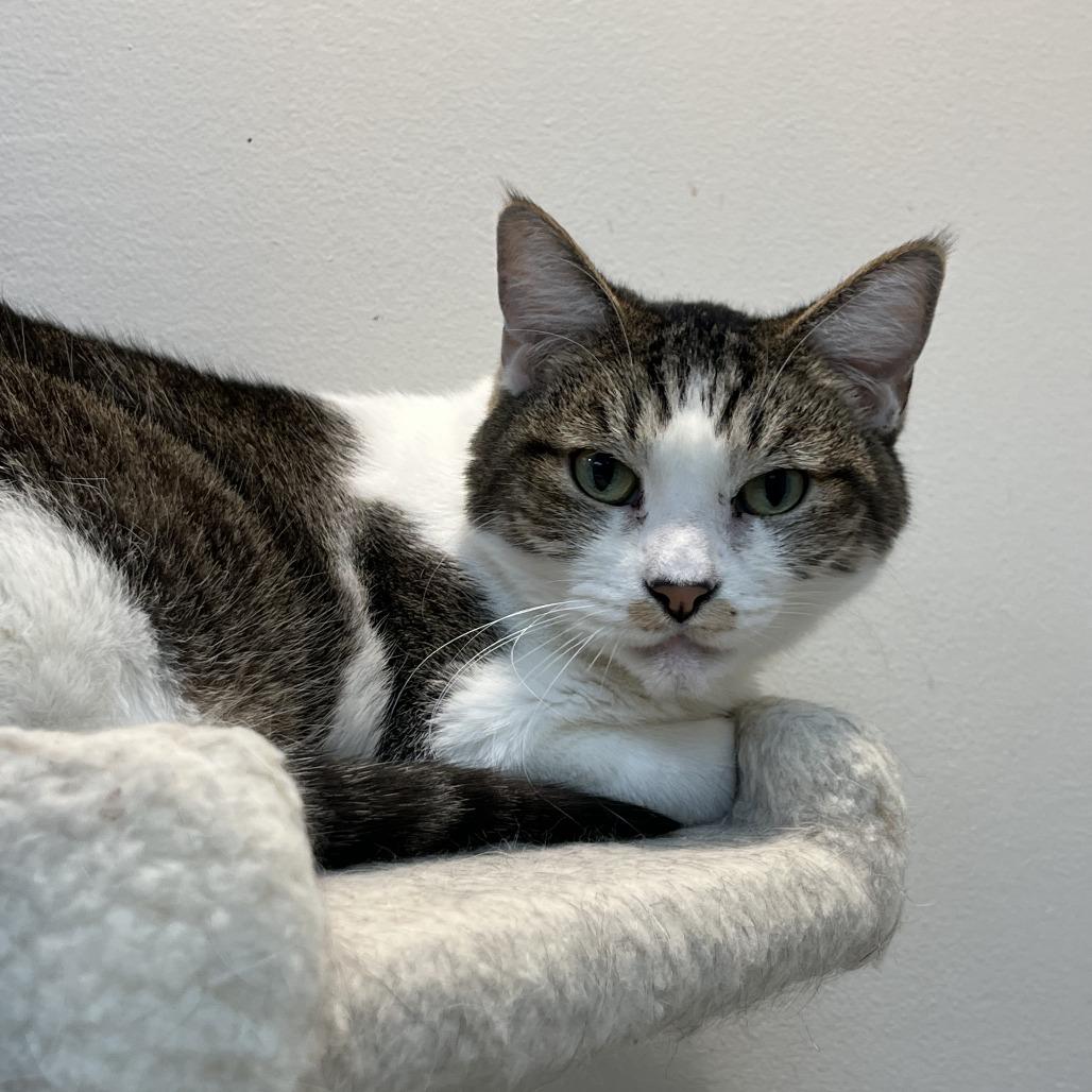 Derick, a Adoptable Domestic Short Hair in Las Vegas, NV image 2/6