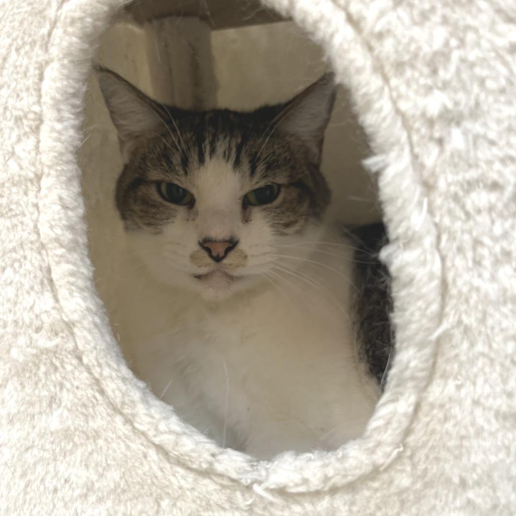 Enlarge Derick, a Adoptable Domestic Short Hair in Las Vegas, NV image 3/6