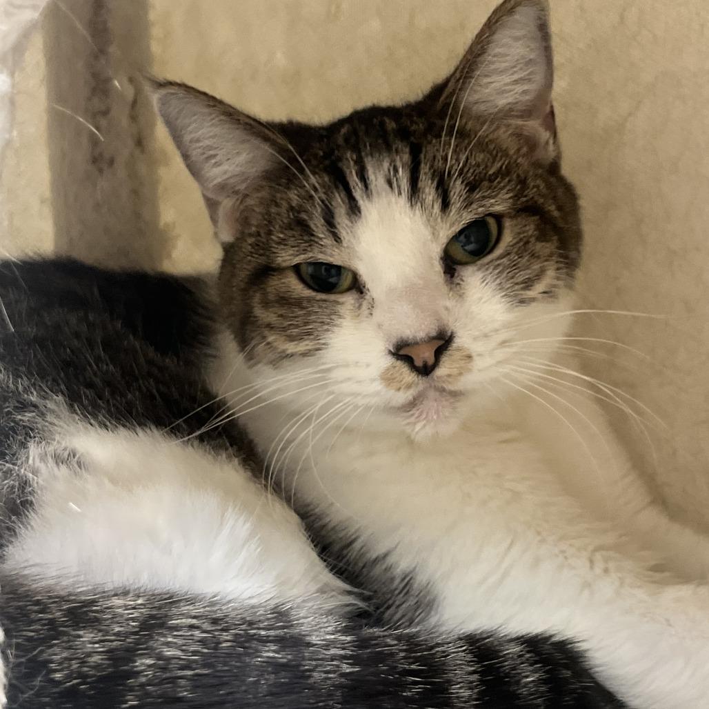 Enlarge Derick, a Adoptable Domestic Short Hair in Las Vegas, NV image 4/6