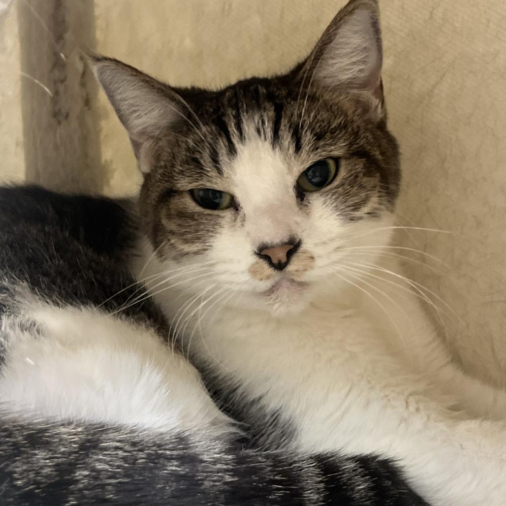 Enlarge Derick, a Adoptable Domestic Short Hair in Las Vegas, NV image 5/6