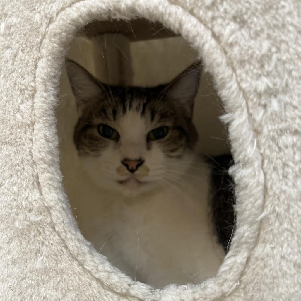 Enlarge Derick, a Adoptable Domestic Short Hair in Las Vegas, NV image 6/6