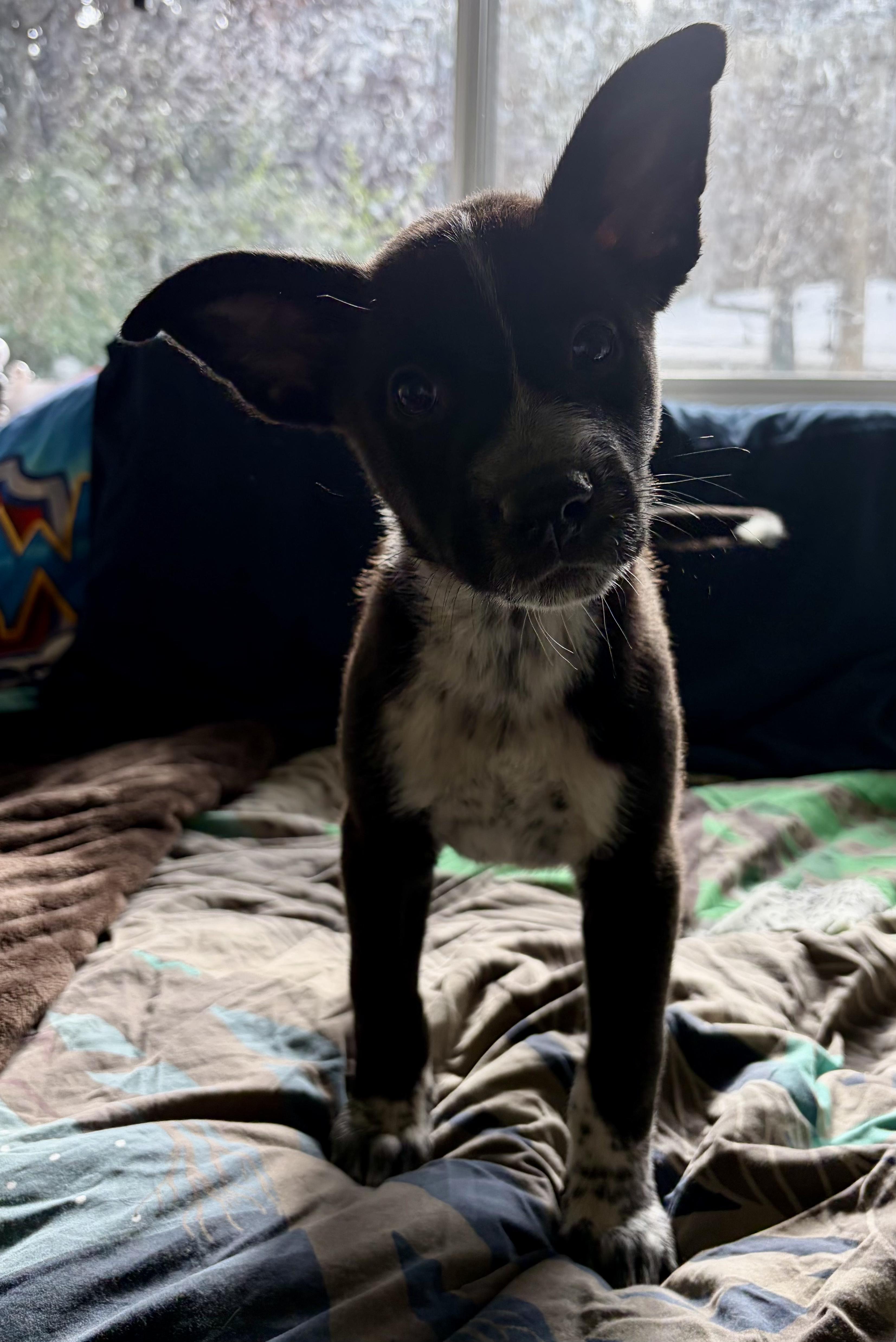 Kale, an adopted mixed breed in Penryn, CA image 2/3