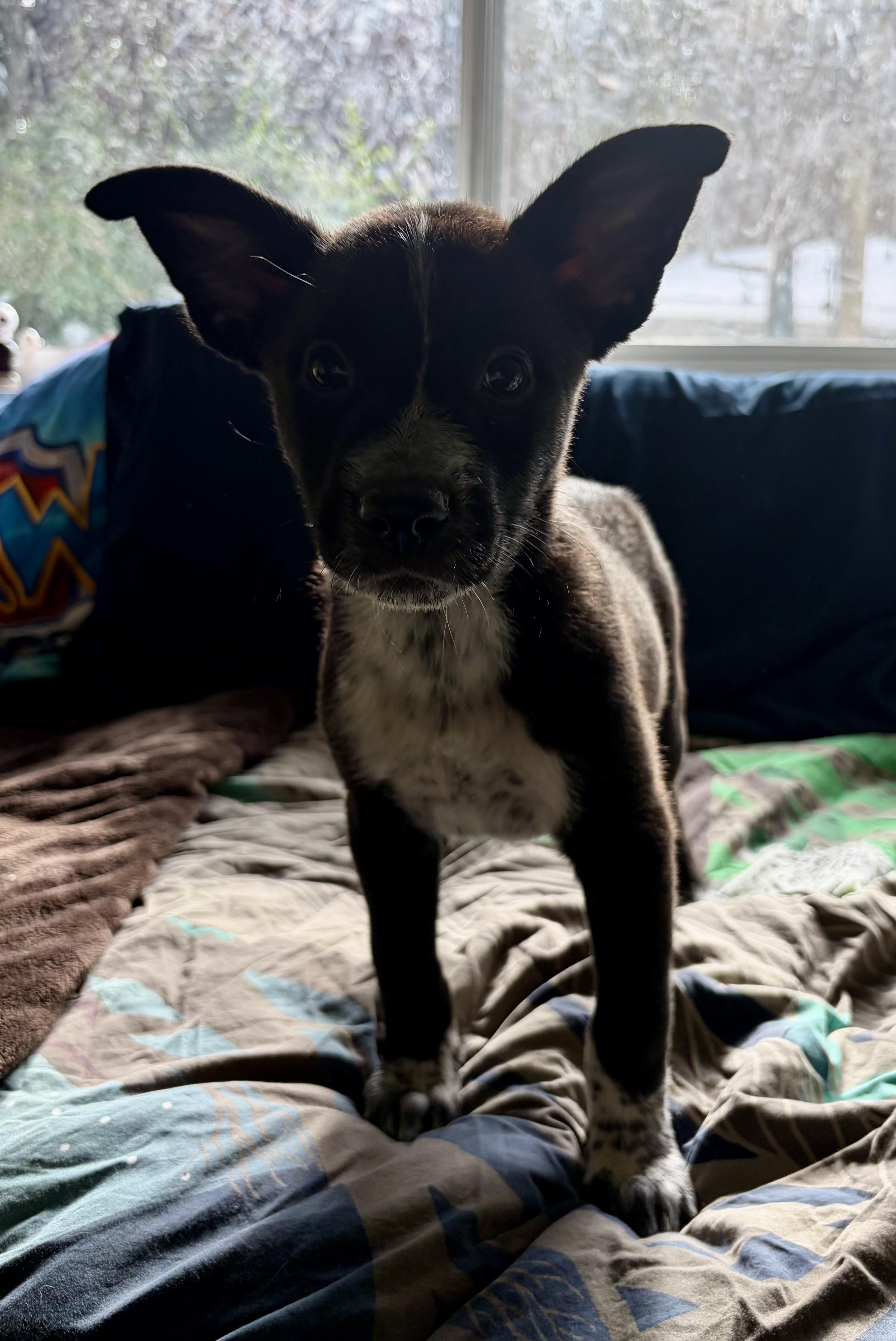 Kale, an adopted mixed breed in Penryn, CA image 3/3