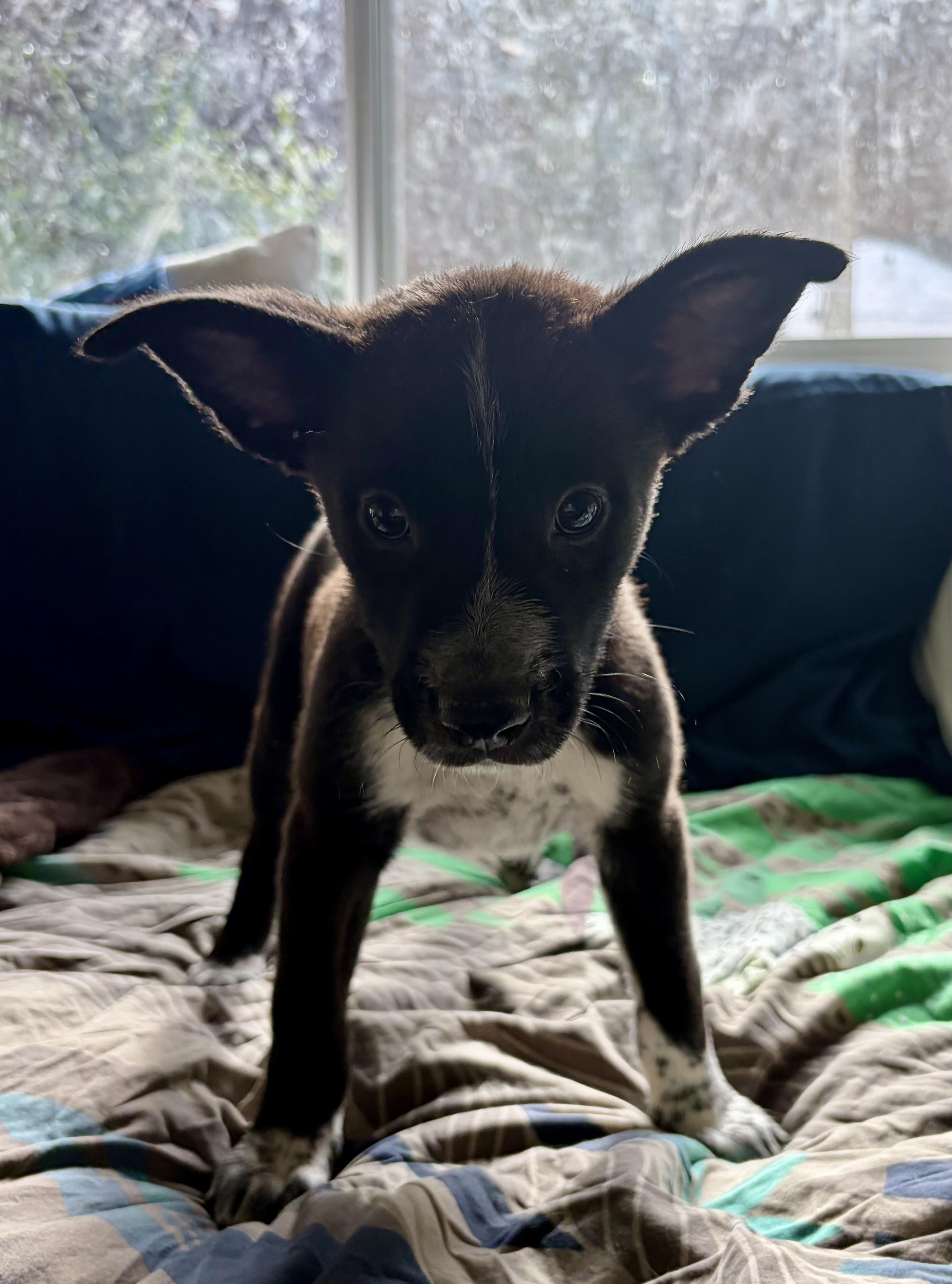 Kale, adopted, Puppy Male Australian Cattle Dog / Blue Heeler.