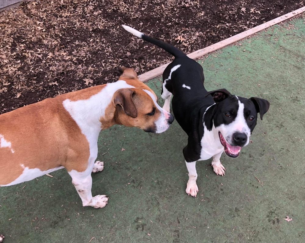 Susie, Adopted, Adult Female Pit Bull Terrier.