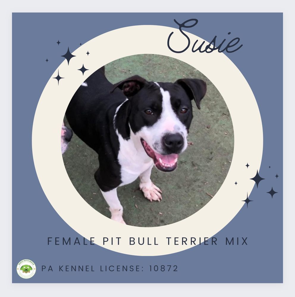 Enlarge Susie, a Adopted mixed breed in Pottstown, PA image 2/2