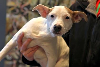 Felix — thumbnail 2