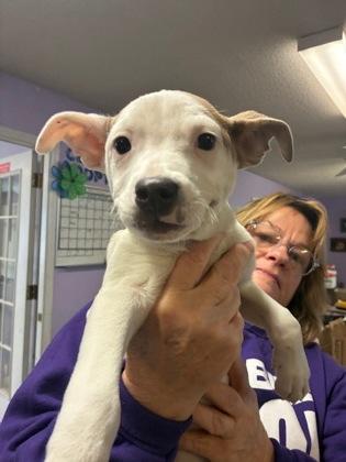 Felix — thumbnail 3