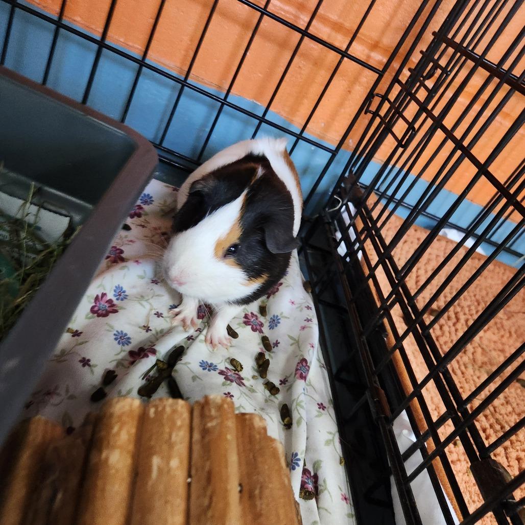 Paco, Adoptable, Young Male Guinea Pig.