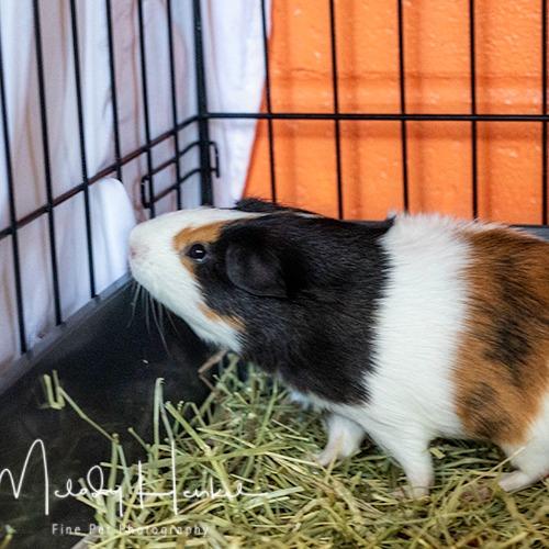 Enlarge Paco, a Adoptable Guinea Pig in Brockton, MA image 2/2