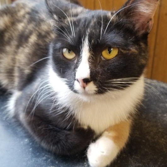 Macyn, a Adoptable mixed breed in Morganton, NC image 3/4