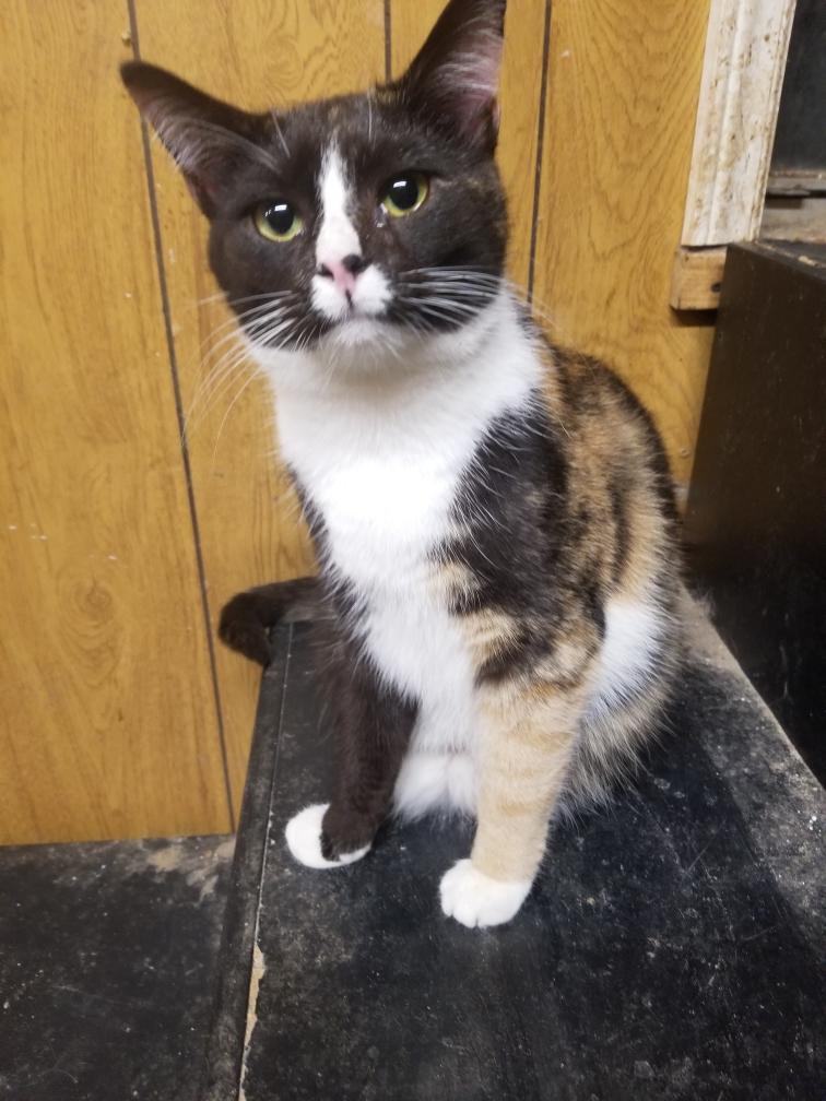 Macyn, Adoptable, Young Female Calico.