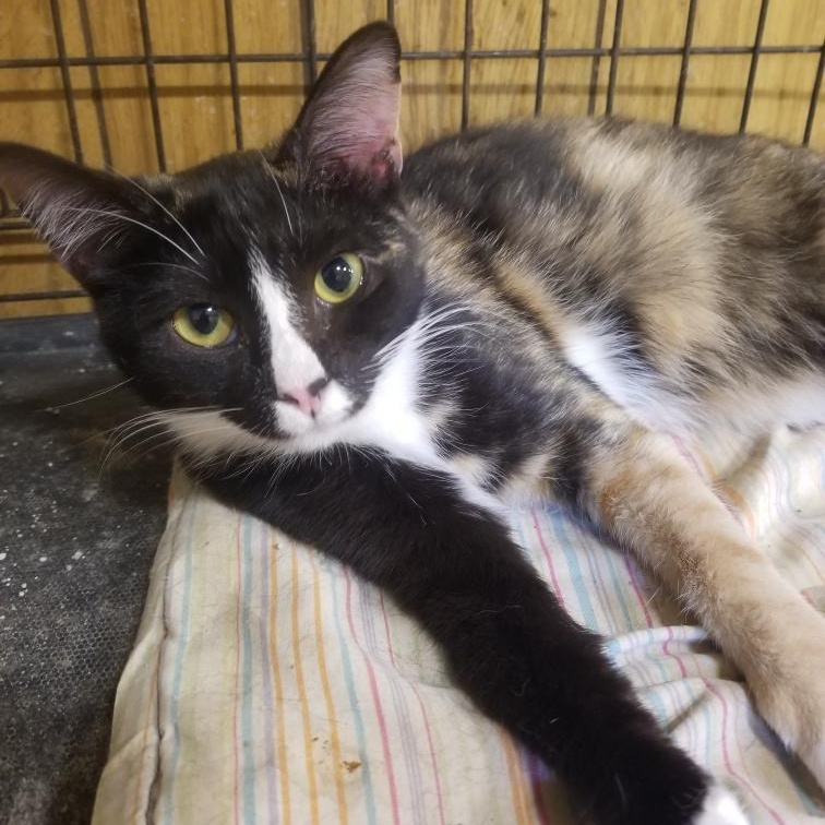 Macyn, Adoptable, Young Female Calico.
