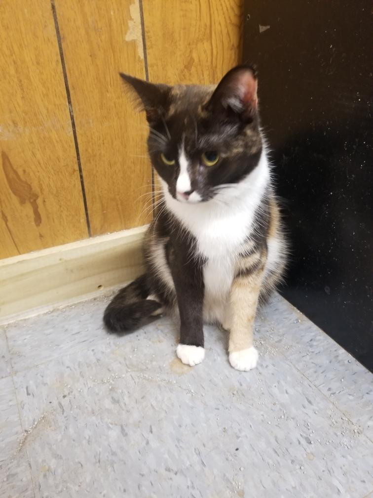 Macyn, a Adoptable mixed breed in Morganton, NC image 4/4